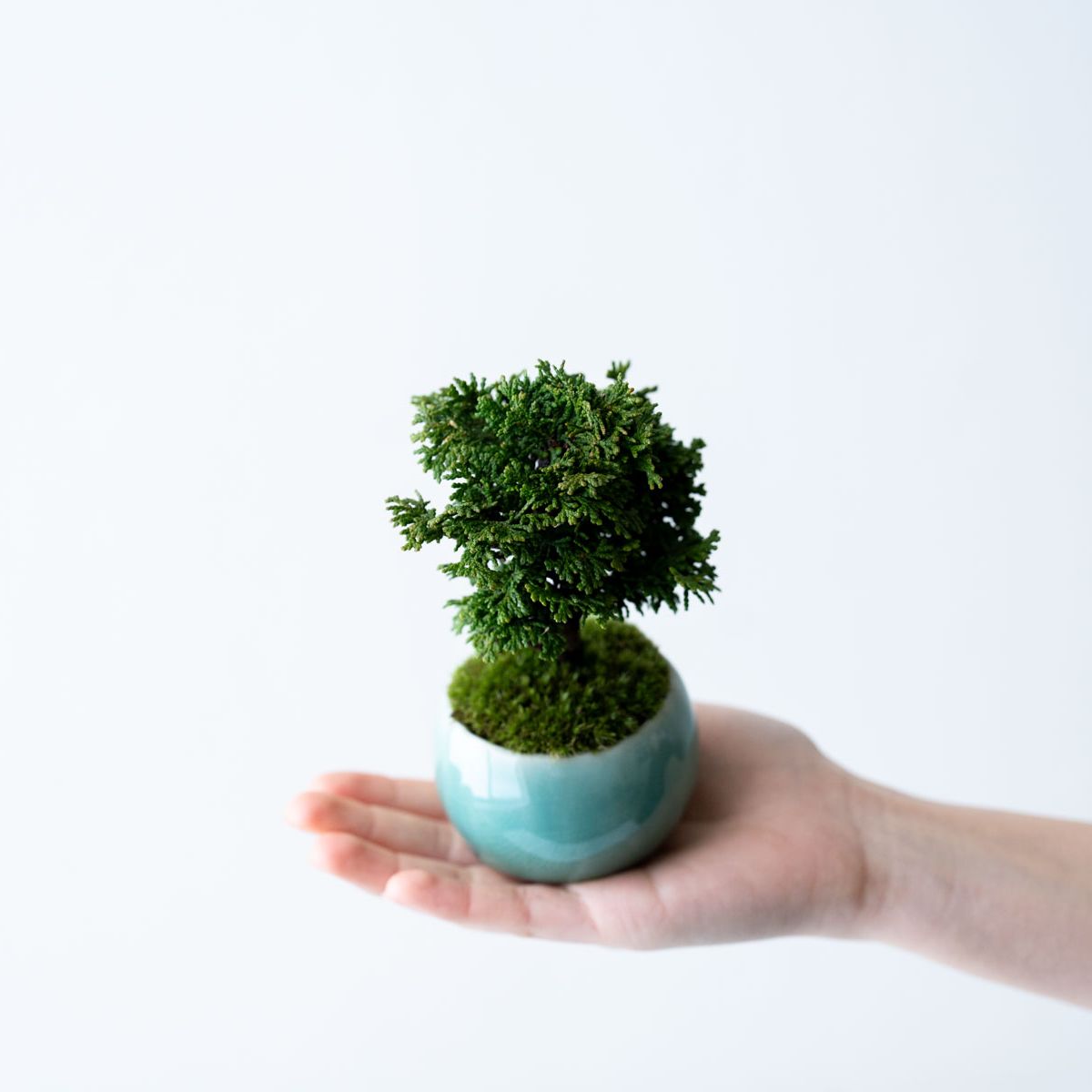 津山ヒノキ|氷青のうつわ【受け皿セット】